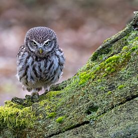 Fierce little owl by Teresa Bauer