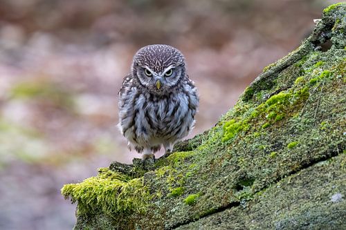 Fierce little owl