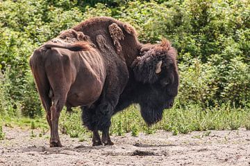 Bison : Tierpark Blijdorp von Loek Lobel