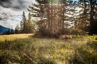 Deer Life