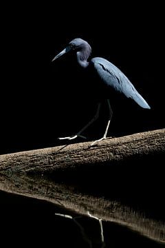 Shadow Dancer - Elegant Heron in the Twilight by Femke Ketelaar