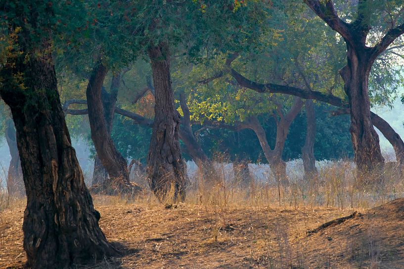 La forêt magique par Francis Dost
