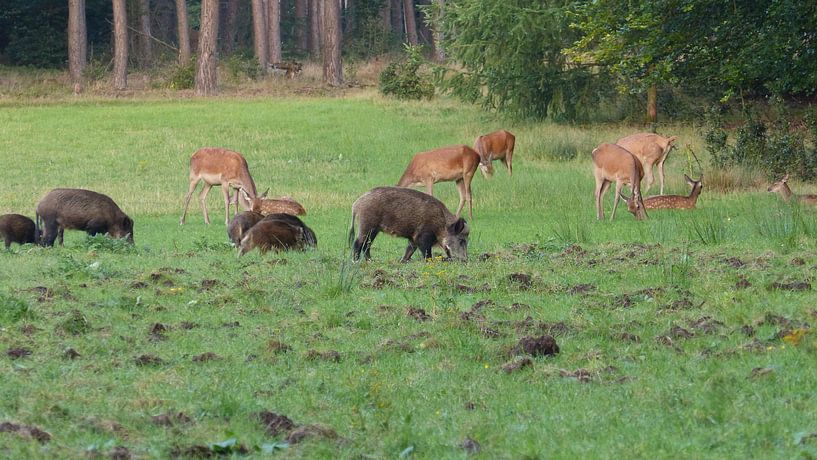 Herten, Zwijnen von Gijs van Veldhuizen