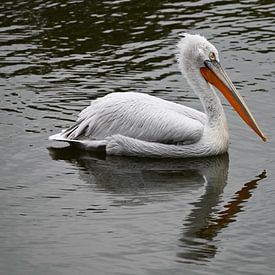 Pélican frisé sur une eau calme. sur Jose Lok