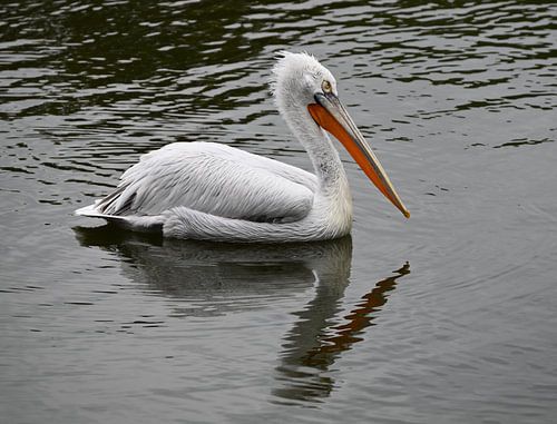 Kroeskoppelikaan auf ruhigem Wasser. von Jose Lok