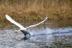 Startender Schwan