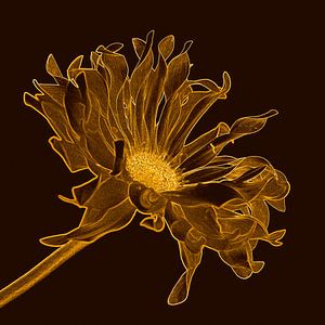 Goldene Gerbera