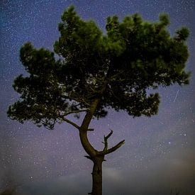 Iconic tree under starry sky by Maurice Haak
