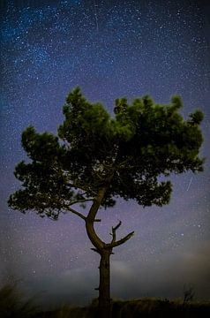 Iconic tree under starry sky