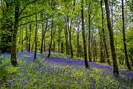 Betoverend blauw tapijt in Schots bos van Hans Kwaspen thumbnail