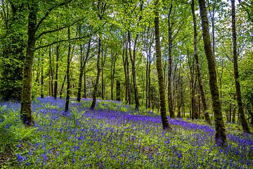 Betoverend blauw tapijt in Schots bos