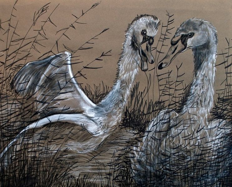 Swans (pen drawing) by Therese Brals