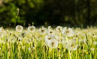 Dandelion Meadow