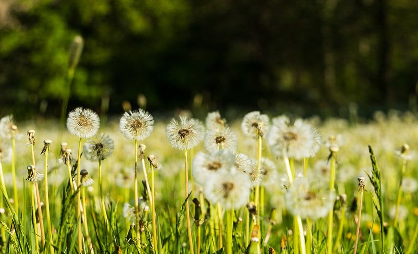 Dandelion Meadow by Alexander Ließ