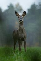 Ree
