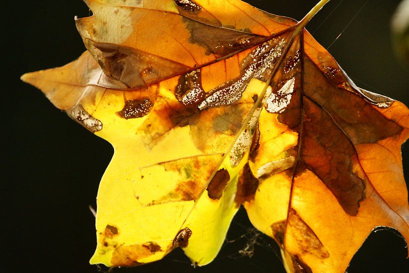 Summer is over van Carla Mesken-Dijkhoff