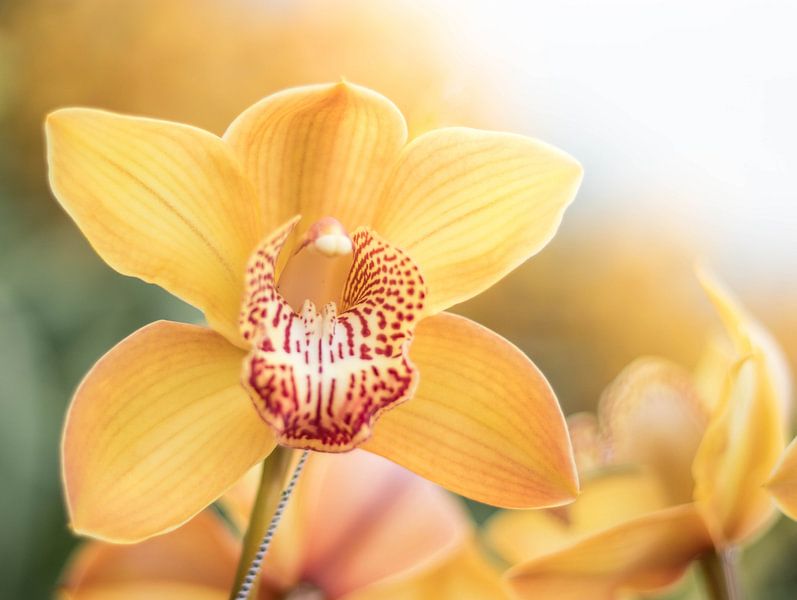 orchidée par Laura Vollering