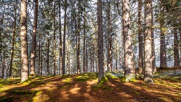 Herbstlicher Wald von Christa Kramer