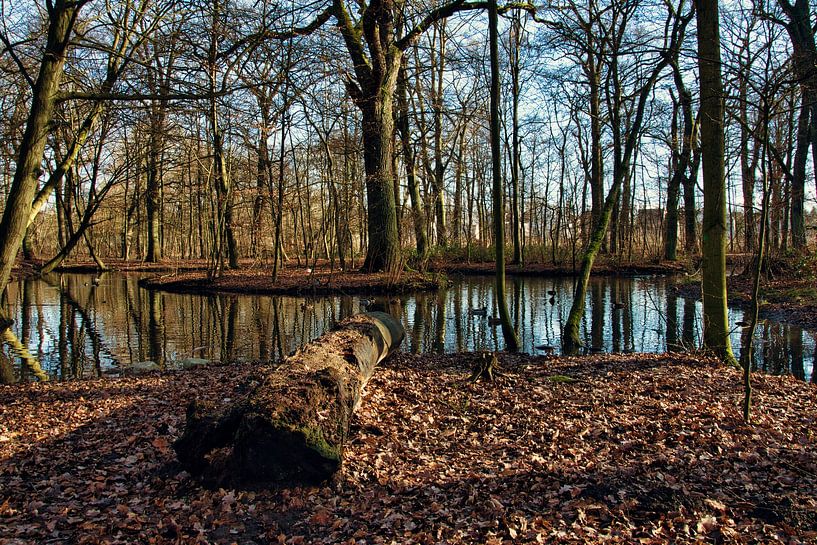 Het meer in het bos. van Elbkind89