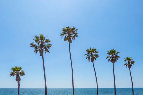 Palmbomen bij de zee