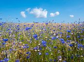 corn flowers in summer wheat field under blue sky with fluffy clouds van anton havelaar thumbnail