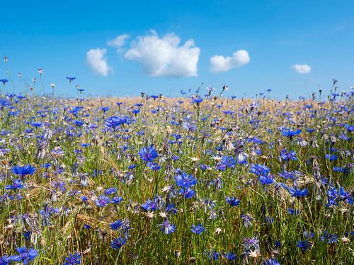 corn flowers in summer wheat field under blue sky with fluffy clouds