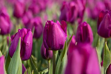 Close up tulip by Marco Leeggangers