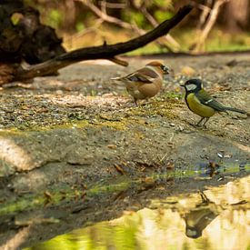 Hawfinch and Blue Tit by Willem Holle WHOriginal Fotografie