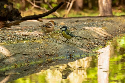 Appelvink en Pimpelmees