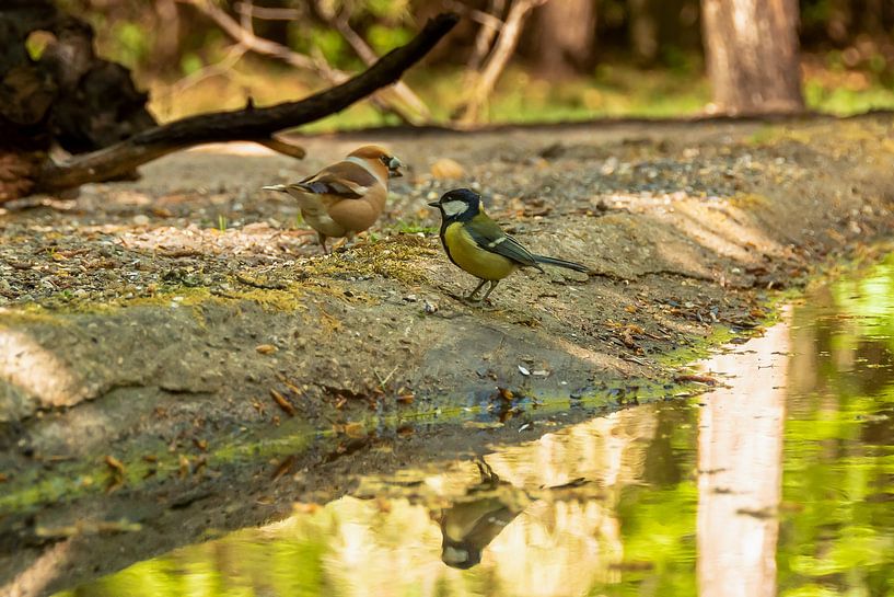 Appelvink en Pimpelmees van Willem Holle WHOriginal Fotografie