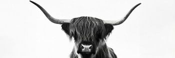 Scottish highlander