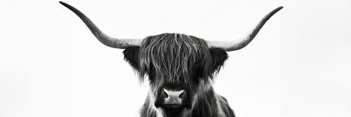 Scottish highlander