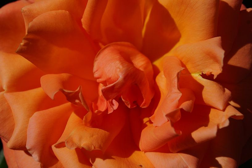 Orangefarbene Rose von Bennie Eenkhoorn