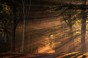 Ambiance matinale dans la forêt