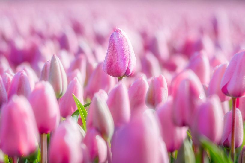 Schöne rosa Tulpen in voller Blüte von Chi