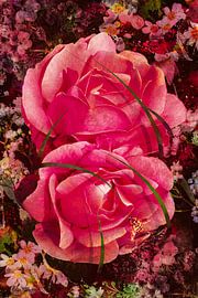 Roses roses sur Helga Blanke