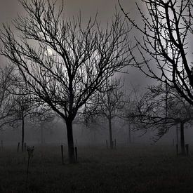 Fog in the morning by Tony Van de Velde