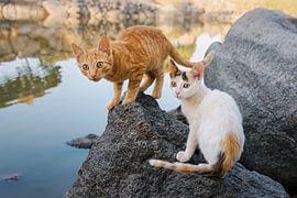 Two kittens at a lake in Greece by Katho Menden