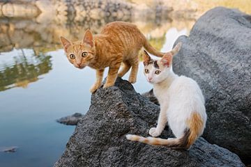 Twee kittens bij een meer in Griekenland van Katho Menden