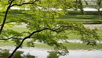 Floating leaves 3