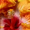 closeup macro of a chinese rose or hibiscus by W J Kok