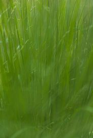 Sommergras (Niederlande) von Marcel Kerdijk