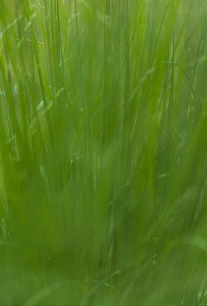 Zomer gras (Nederland) van Marcel Kerdijk