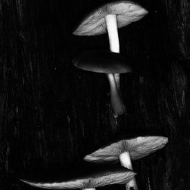 In einem Klumpen von Jan van der Knaap