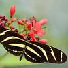 Zwart gele vlinder by Rene Mensen