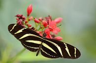 Zwart gele vlinder von Rene Mensen Miniaturansicht