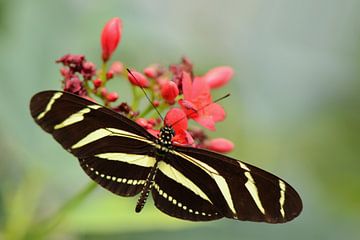 Zwart gele vlinder