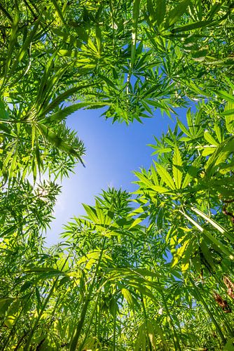 Cannabisplanzen aus der Froschperspektive