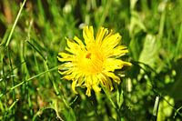 Paardebloem