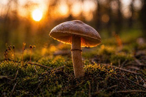Poster nature « Champignon dans la forêt à la lumière du soir » – Photographie macro apaisante avec effet bokeh pour le salon